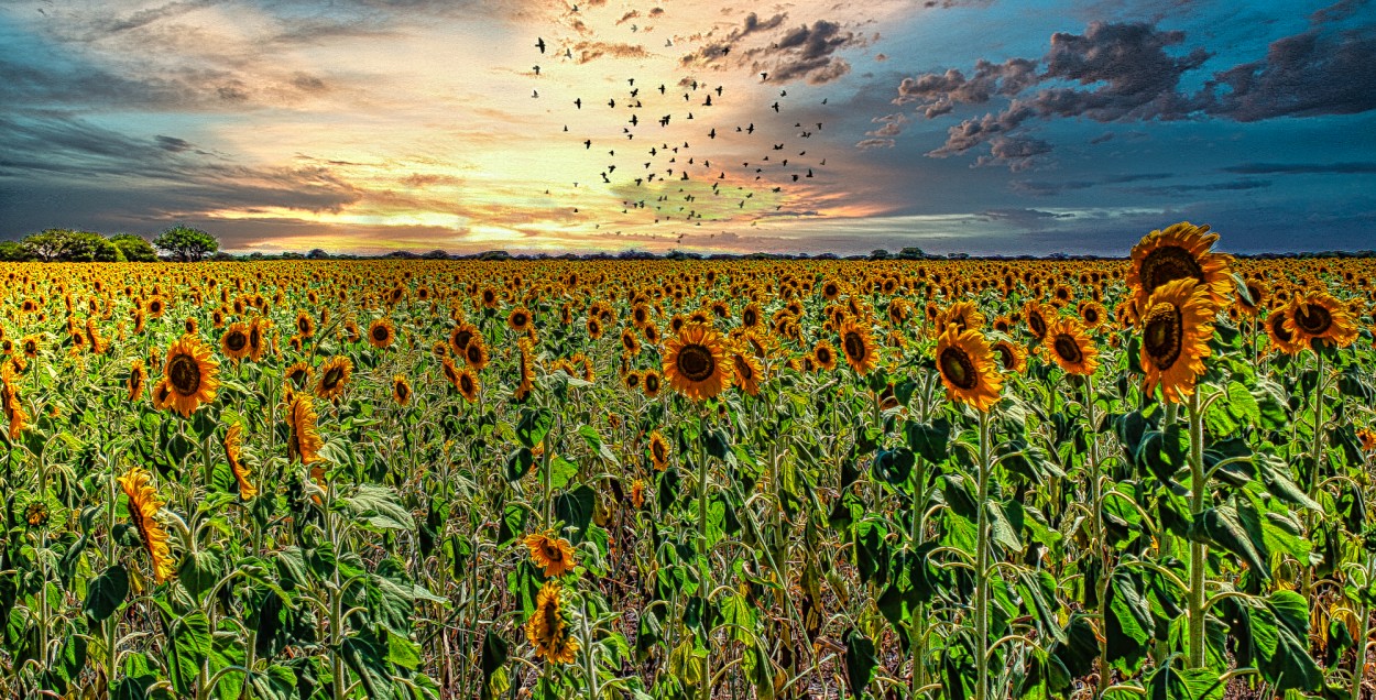 girasoles y atardecer