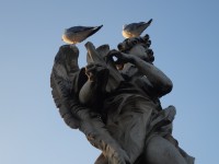 las palomas de Roma