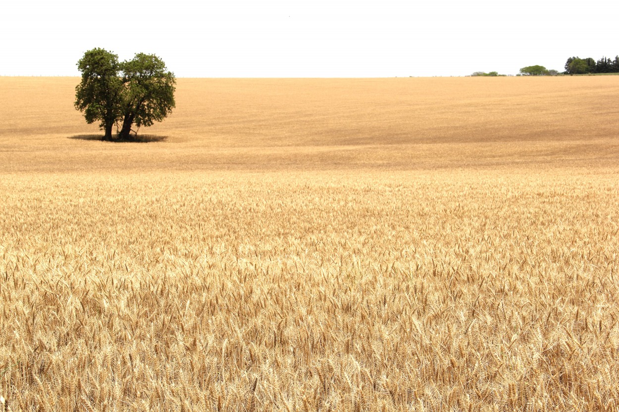 trigal entrerriano