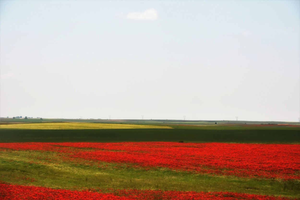 Quietud campestre...