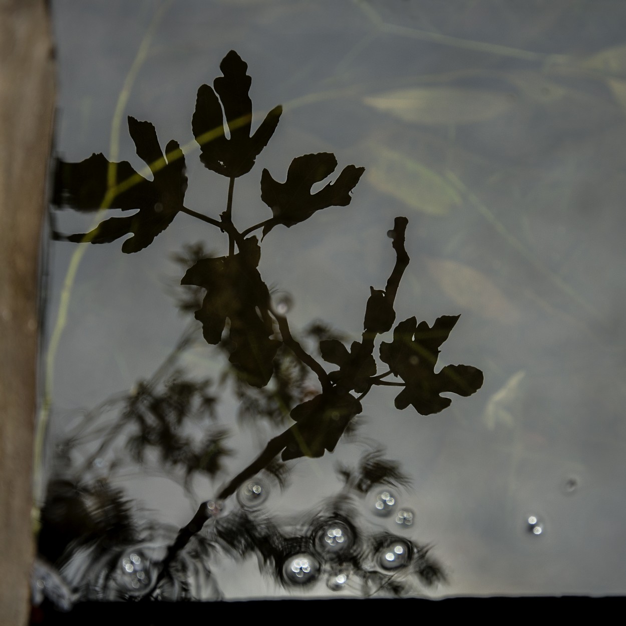 Ojitos de agua