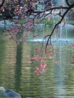 SAKURA EN JARDIN JAPONES