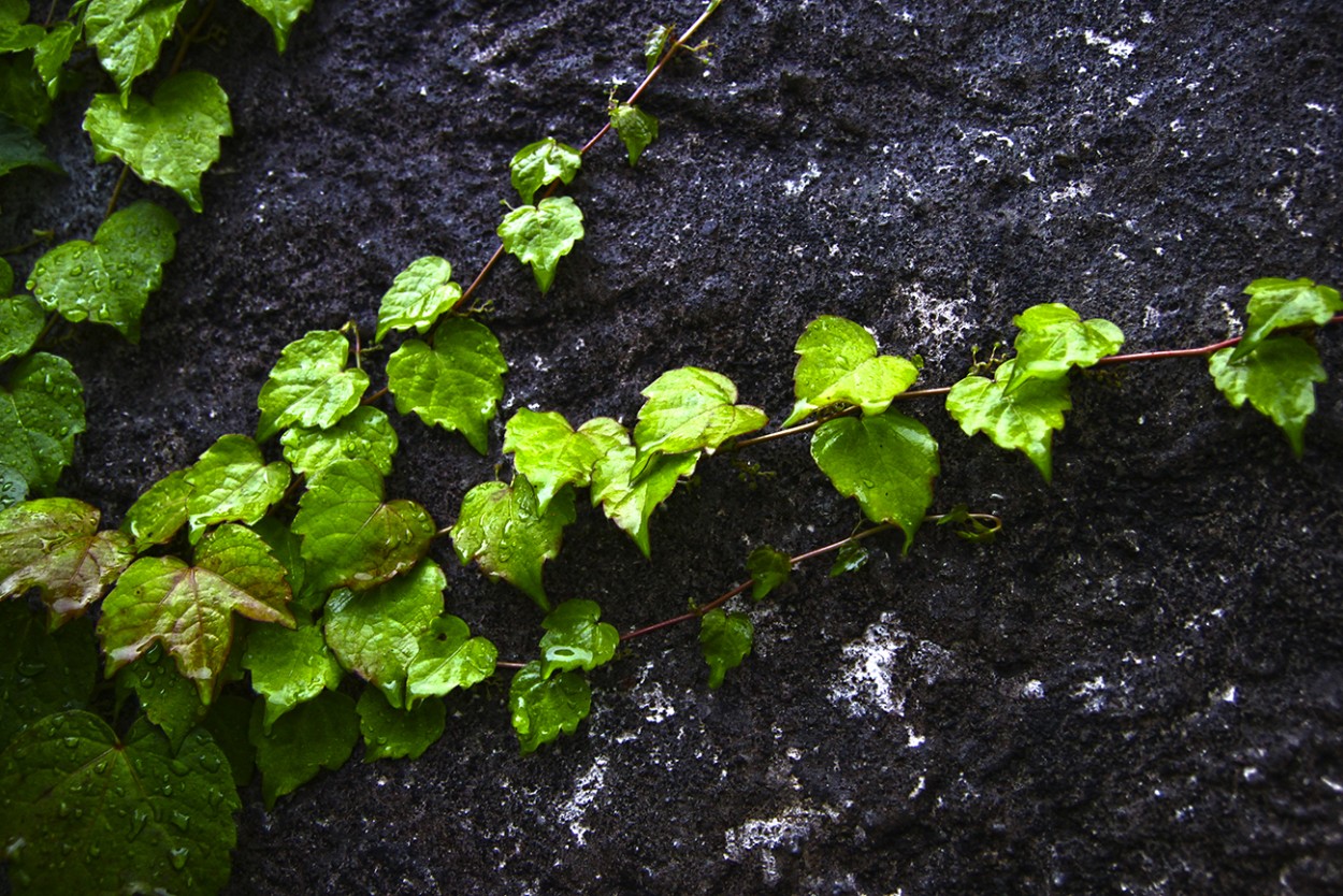 Enamorada del muro