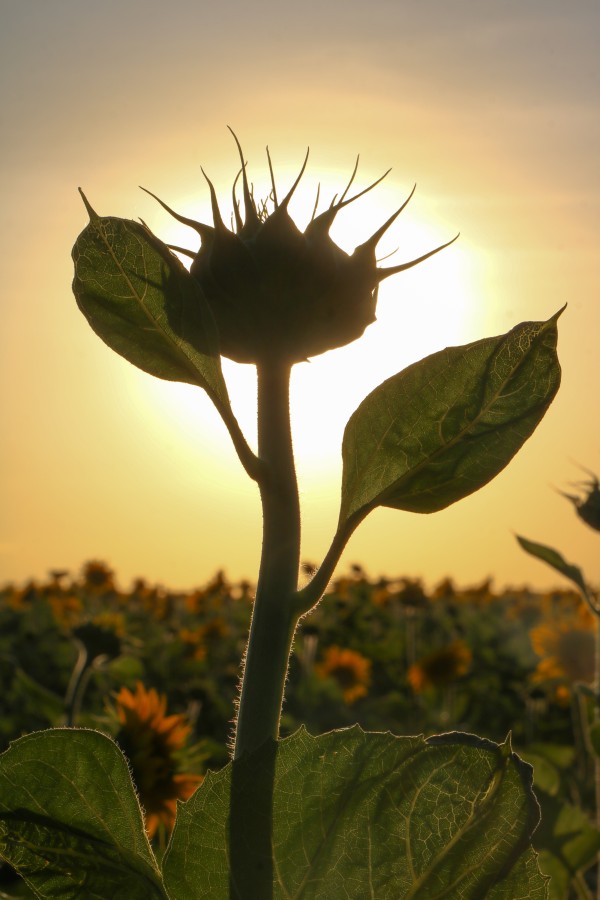 `Girando al Sol`