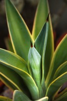 agave