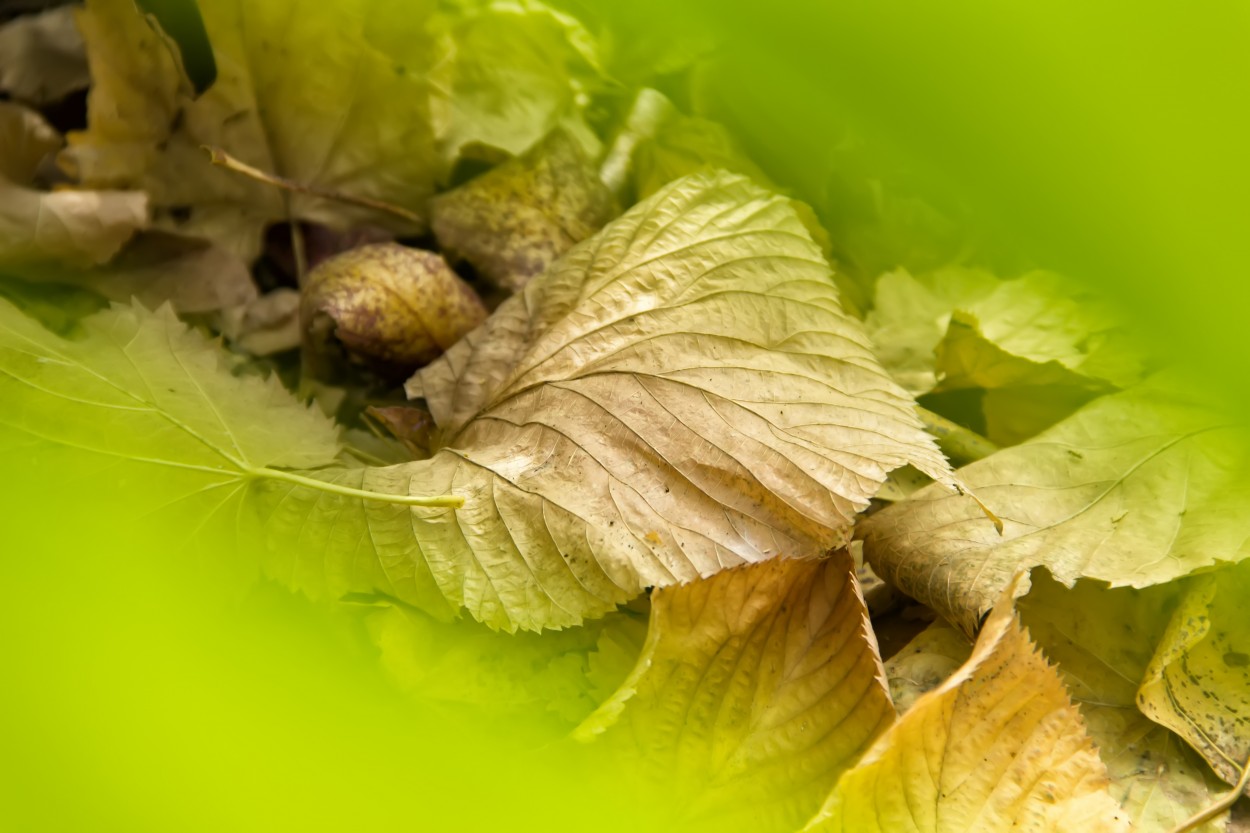 Entre Verdes