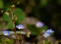 La tierra sonrie mediante flores.