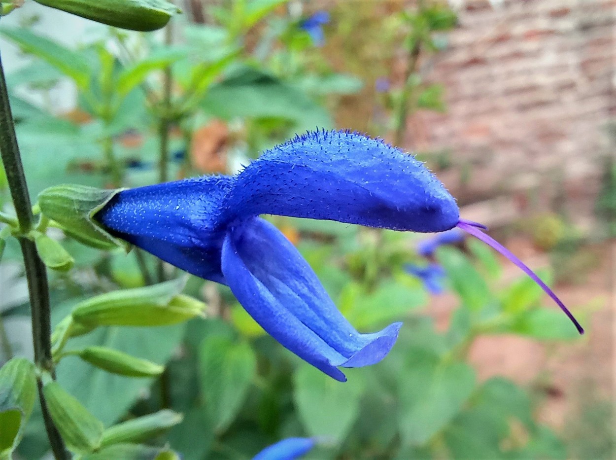 Salvia picaflor