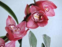 Orqudeas