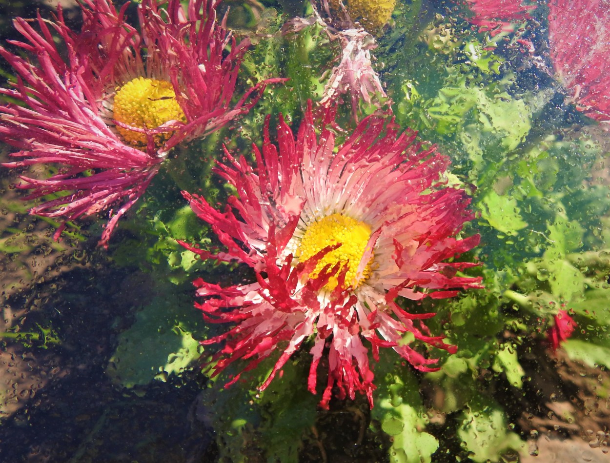 Aster bajo la lluvia