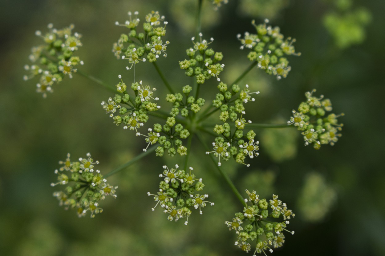 Flores de huerta: Perejil