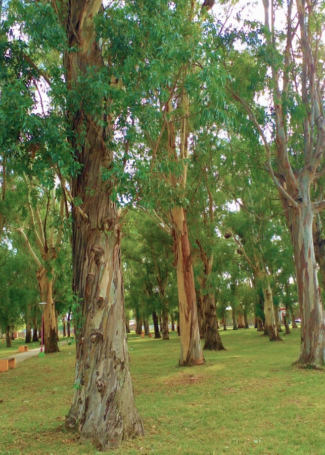 El bosque encantado