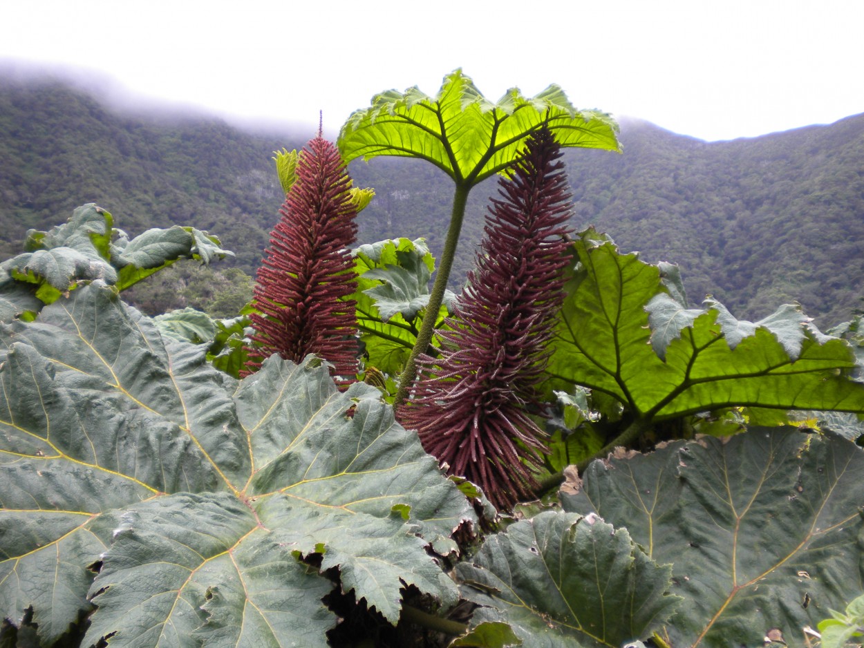 Hojas de nalca y flores, Juan Fernandez