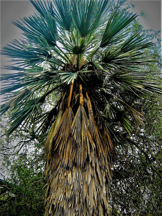 Palmera Cerro Colorado