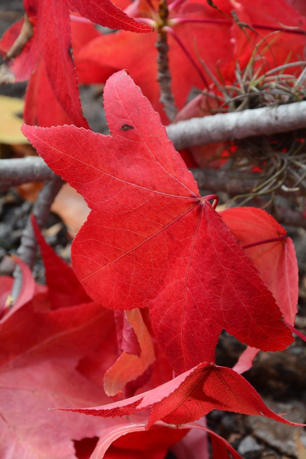 ROJO OTOAL