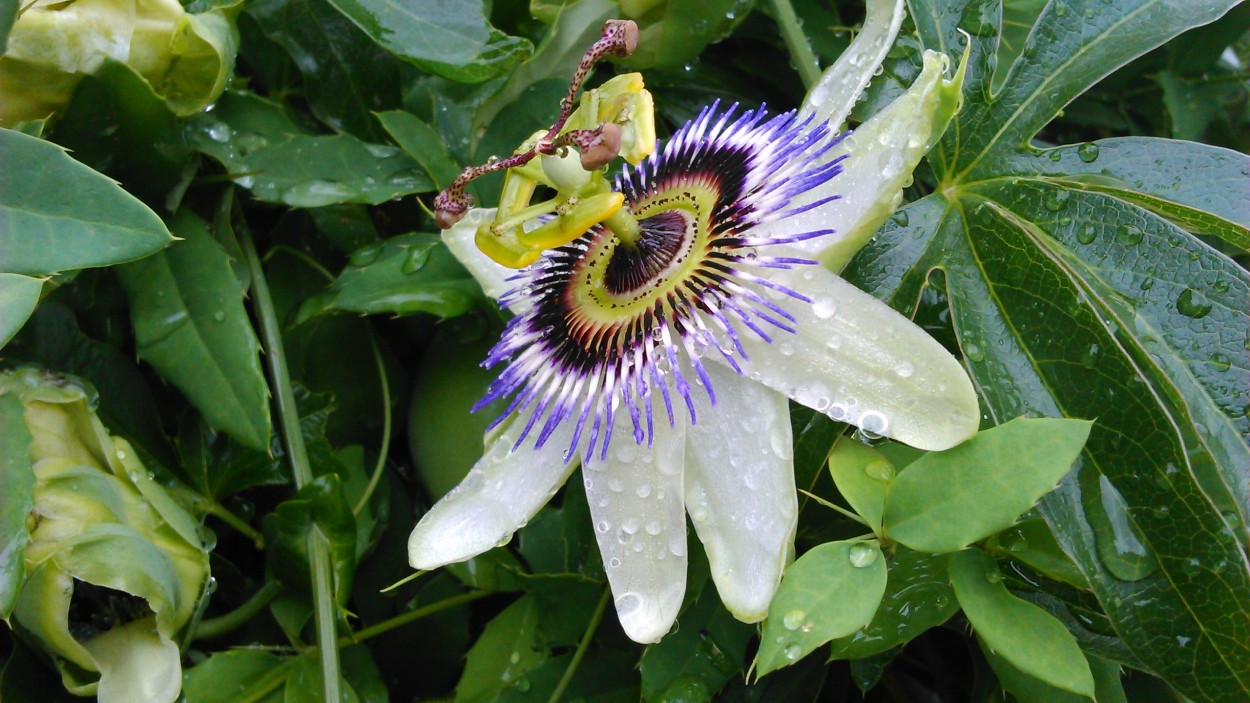 Flor del maracuya