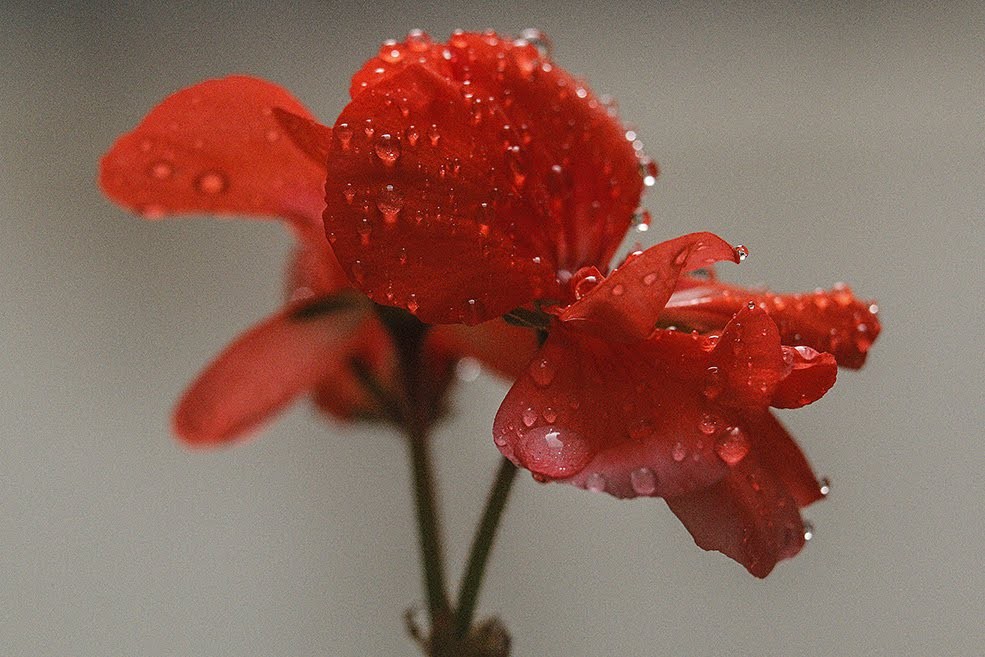 Gotas de m flor