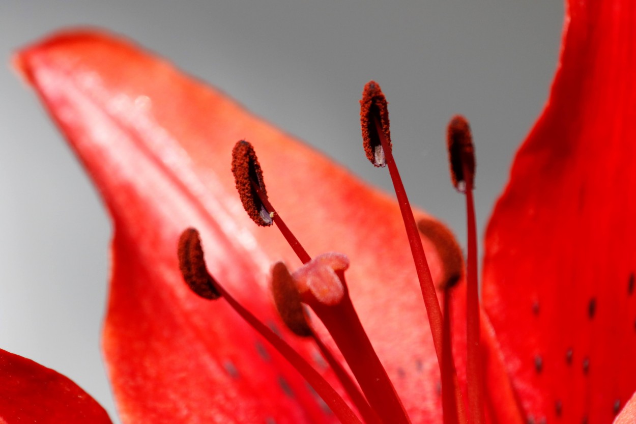 Rojo floracin