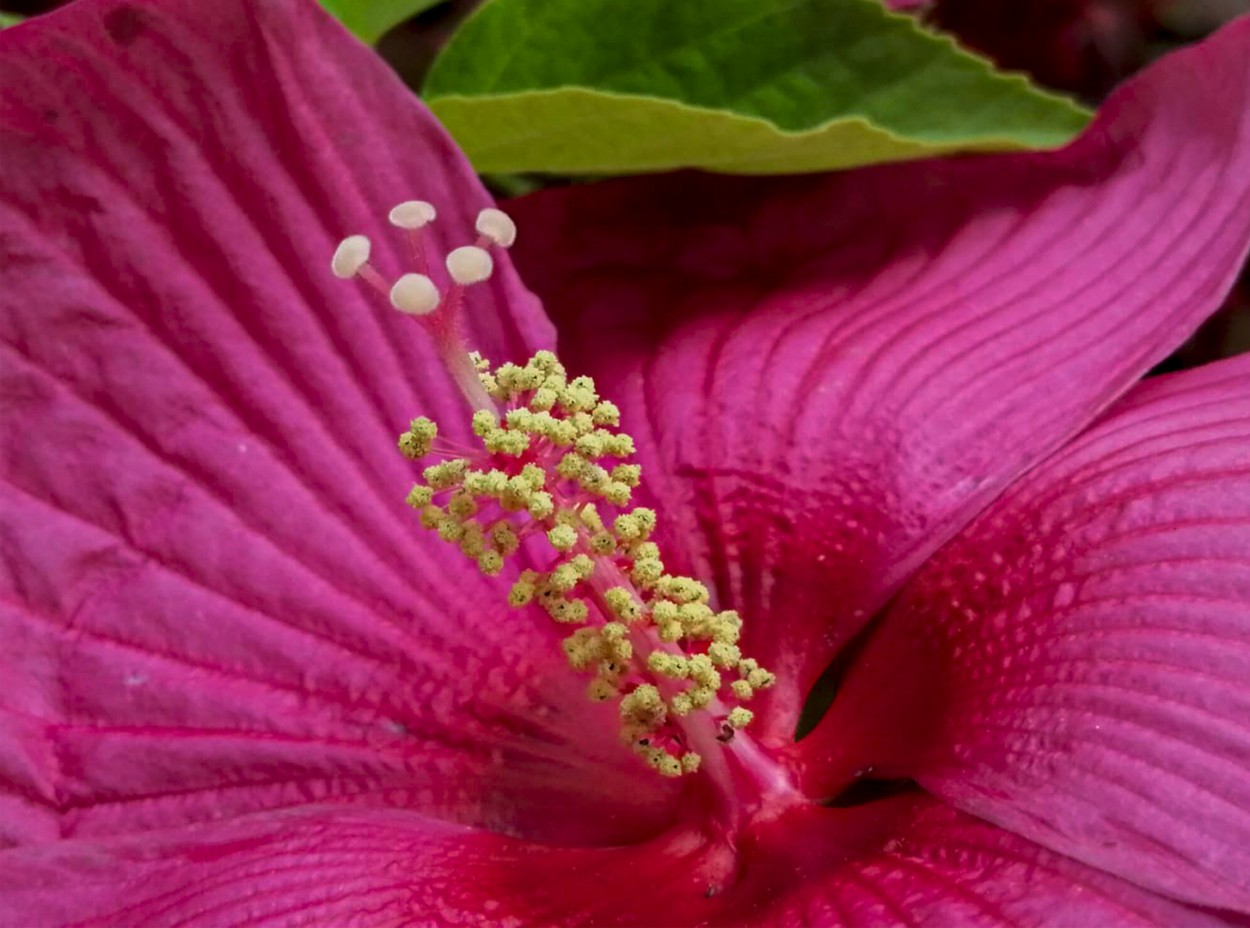 Estilete y corola del Hibiscus