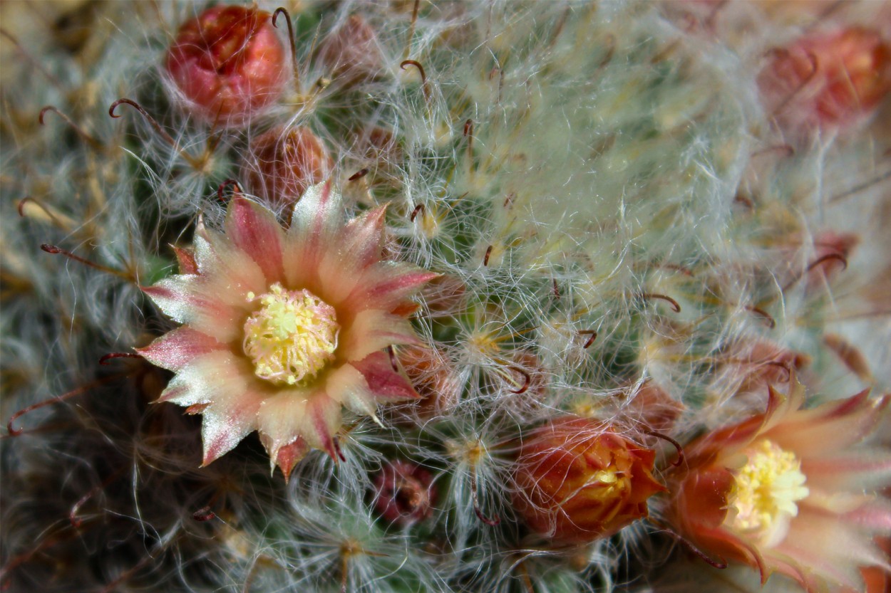 La flor del cactus