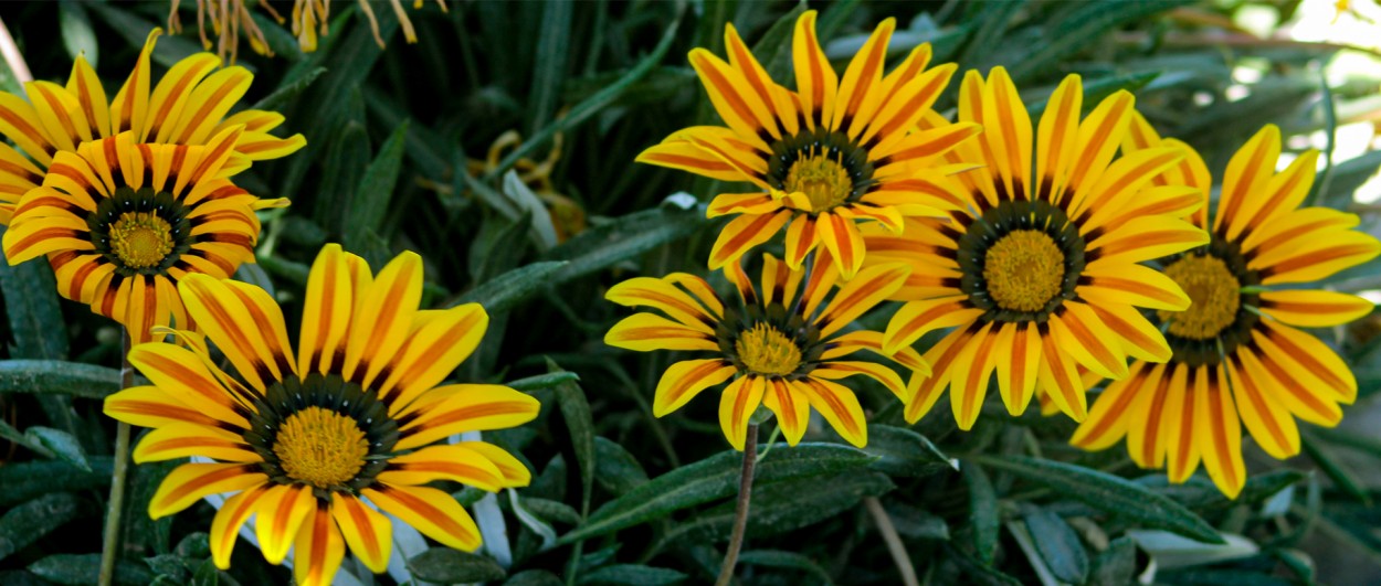 Las siete Gazanias