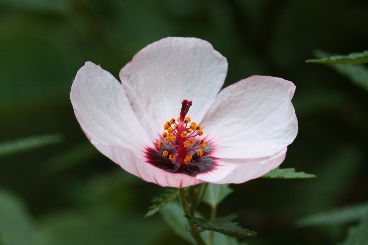 Rosa criolla