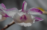 orquidea fimbriada