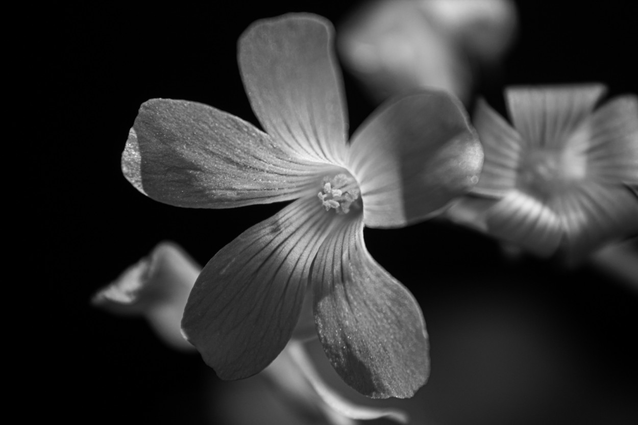 Oxalis en blanco y negro