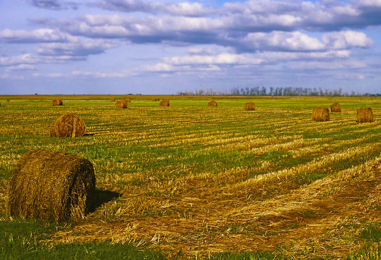 PAISAJE RURAL