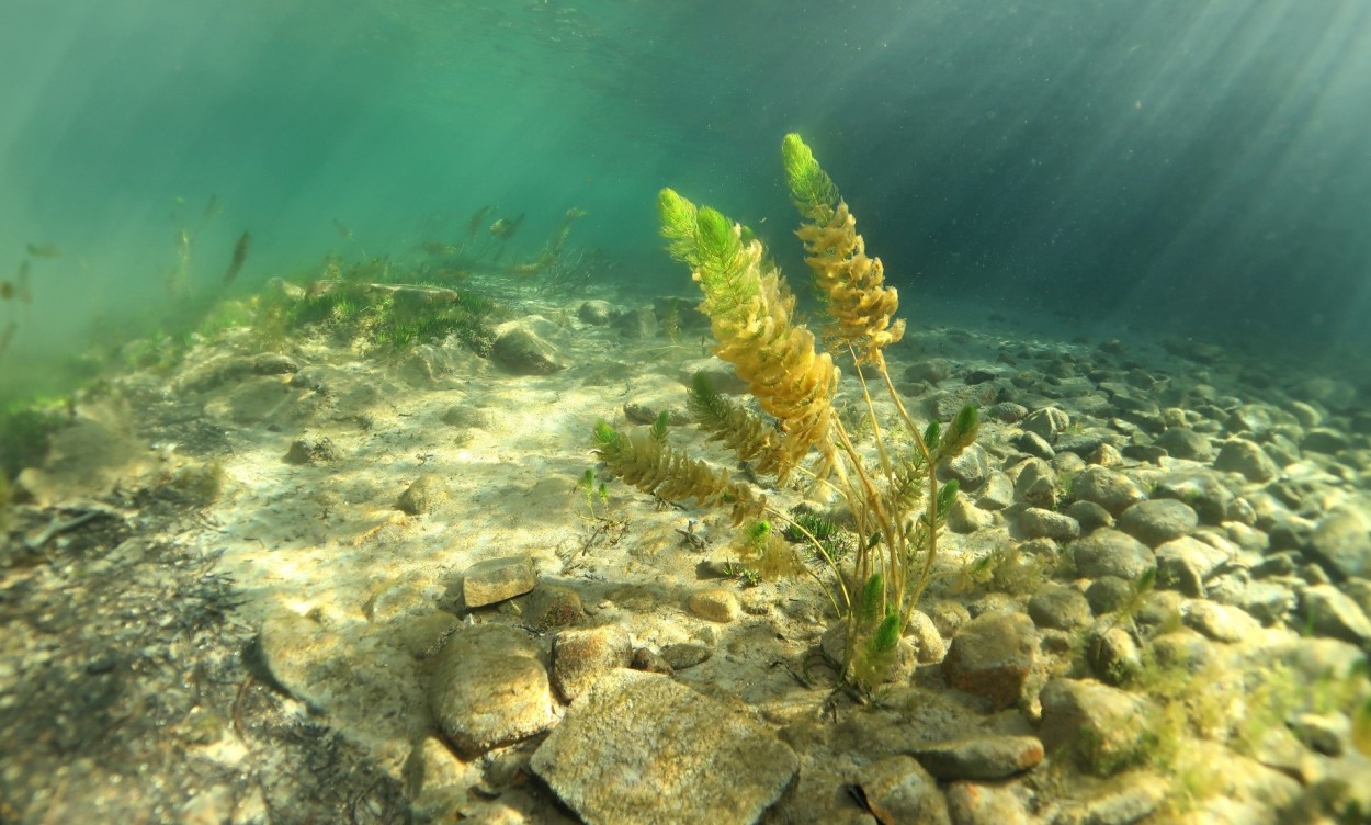 Vegetacin bajo el agua II