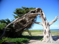 melena al viento