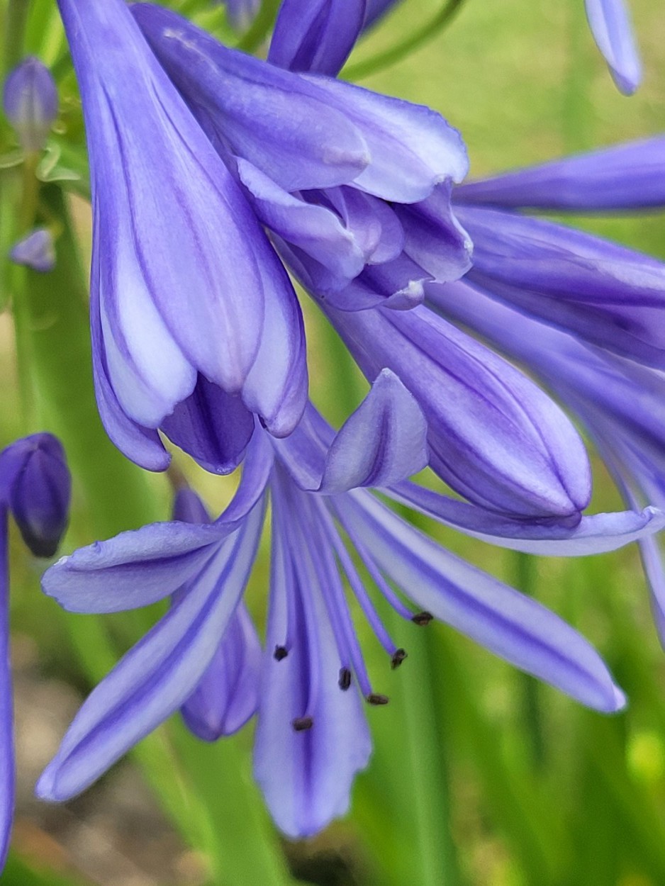 Agapanthus