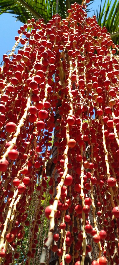 Frutos ricos de palmeras