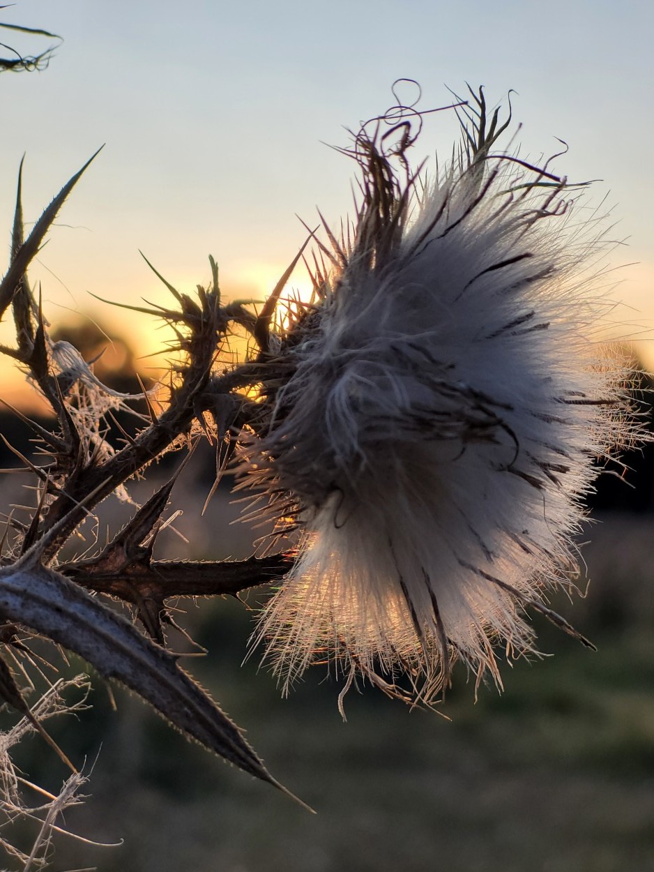 Belleza al atardecer