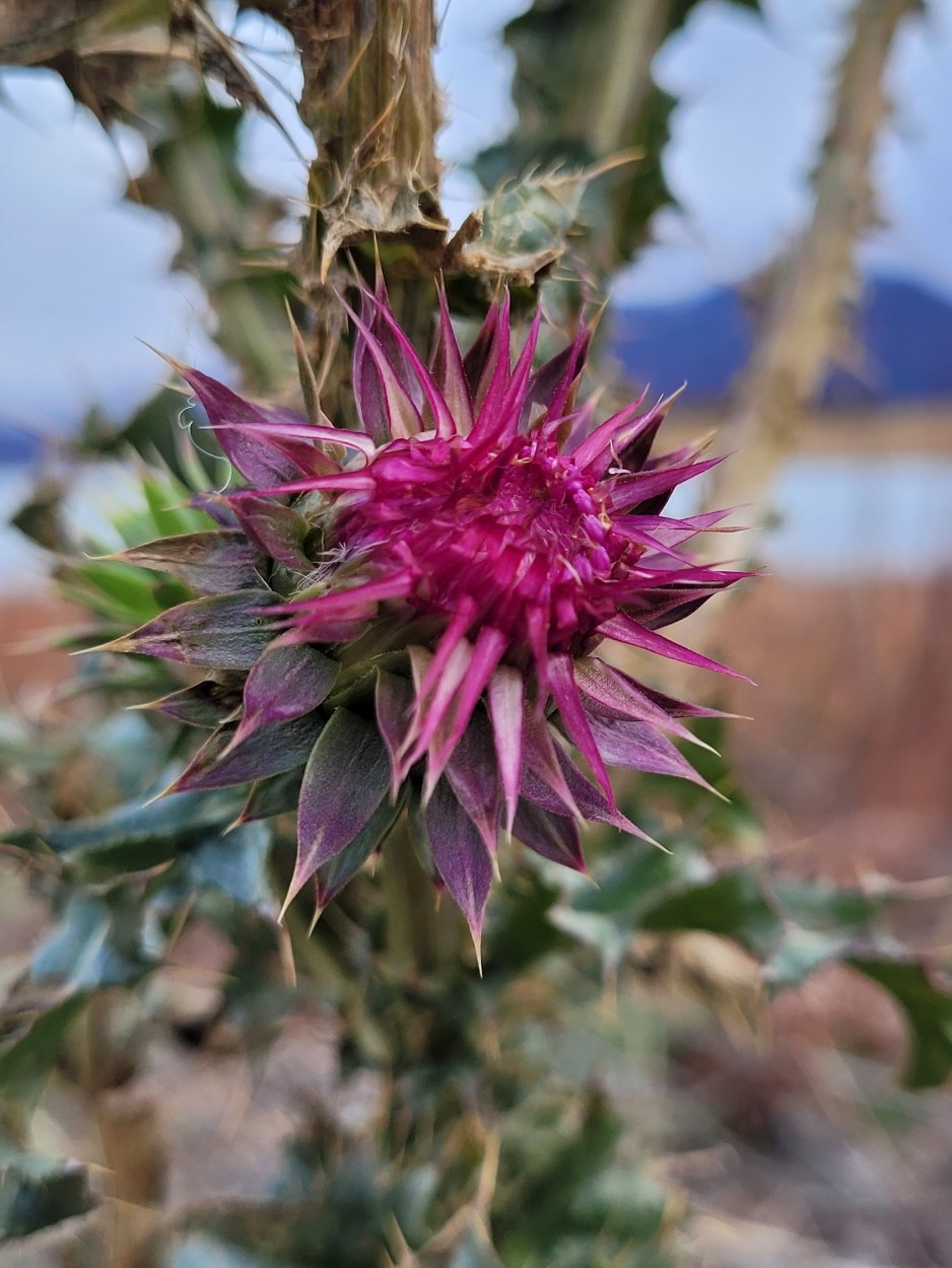 Belleza patagnica