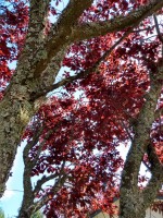 ROJO ALGARROBO, de la serie flores