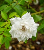 Rosedal, Parque Independencia, Rosario