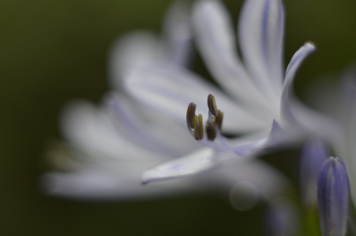 Agapanthus