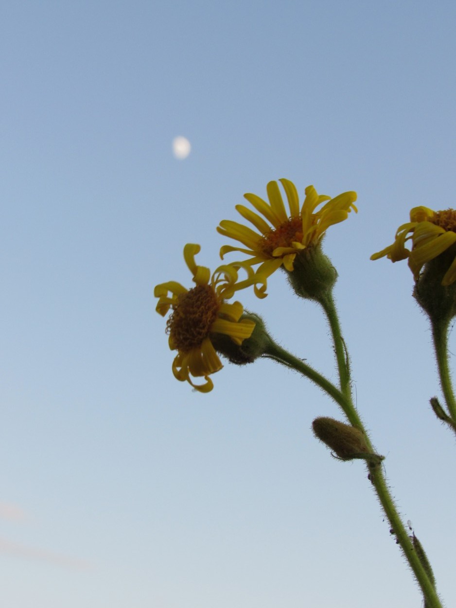 Me quiere- No me quiere