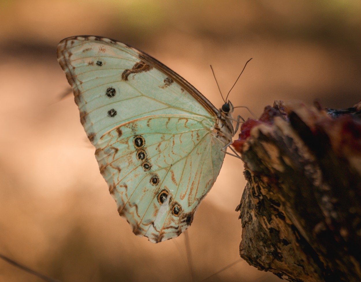 Mariposa bandera argentina