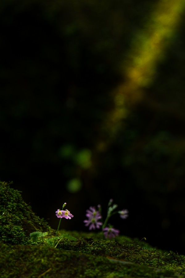 Detalles del bosque