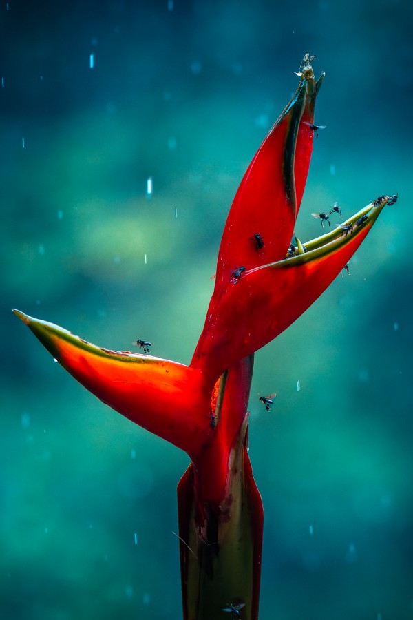 Heliconia de Vida