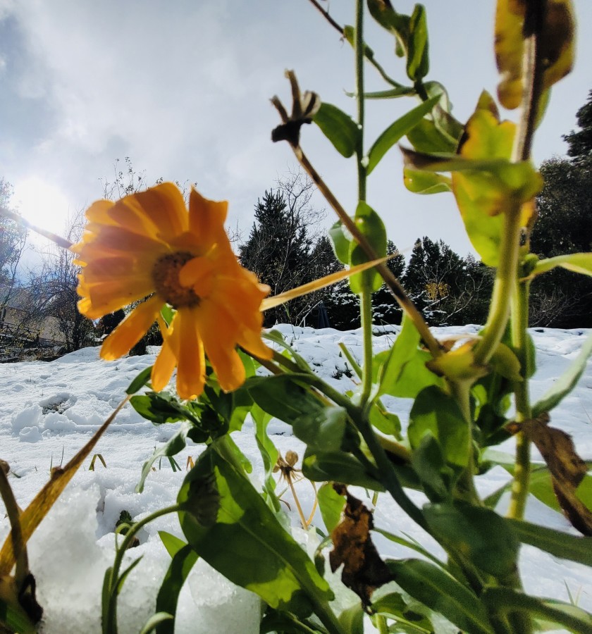 Resistiendo el Invierno