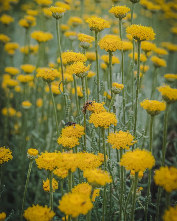 Multitud de Amarillo