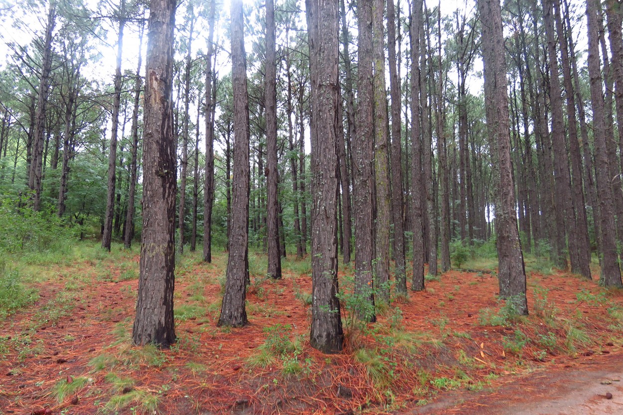 El bosque antes del incendio