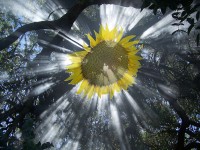 Luz de Girasol