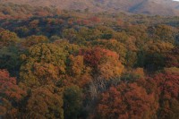 Un bosque de Quebracho Colorado