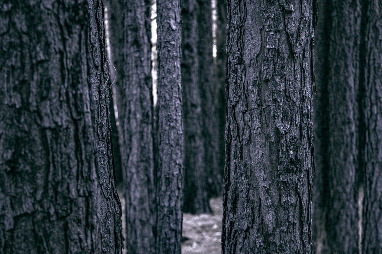 Hasta que el rbol tap al bosque