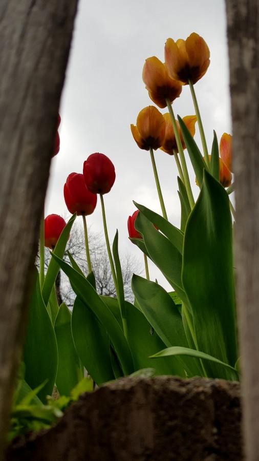 Tulipanes