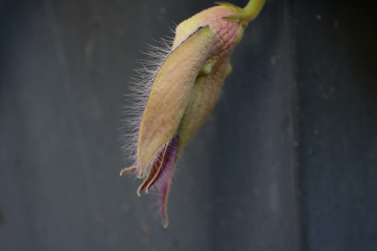 Lengua